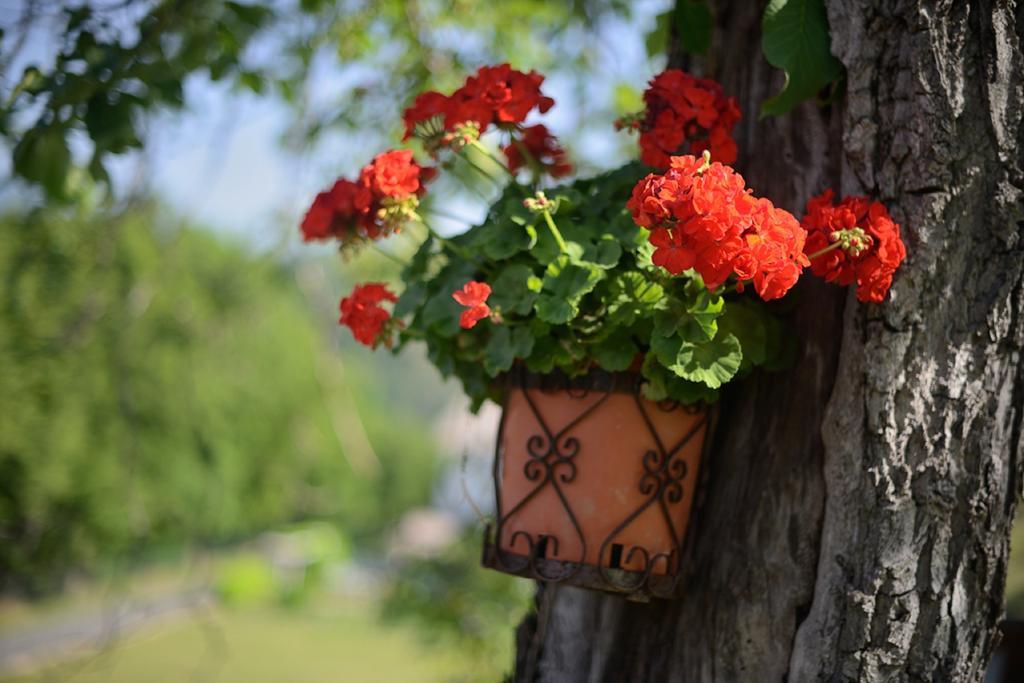 Bed And Breakfast Montino Cene ภายนอก รูปภาพ